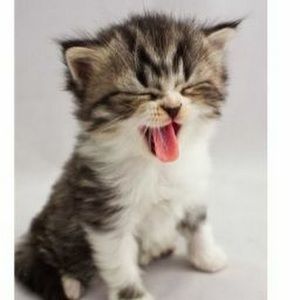 Meet your Posher, Rose